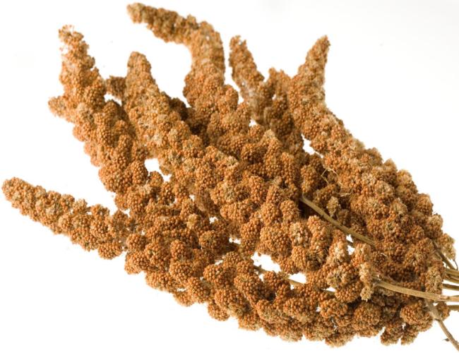 offenverkauf-kolbenhirse-rot-per-kg-163303