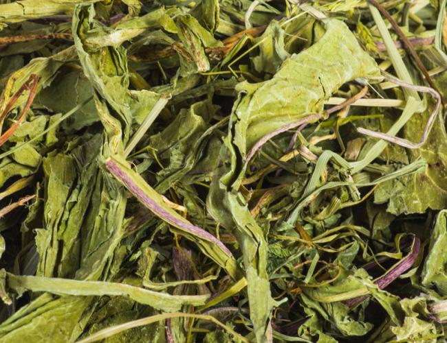 offenverkauf-lowenzahnblatter-163307