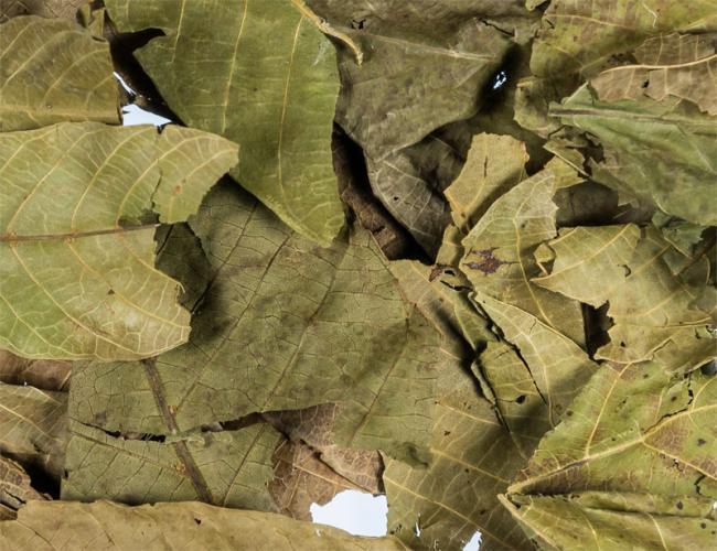 offenverkauf-walnussblatter-163311