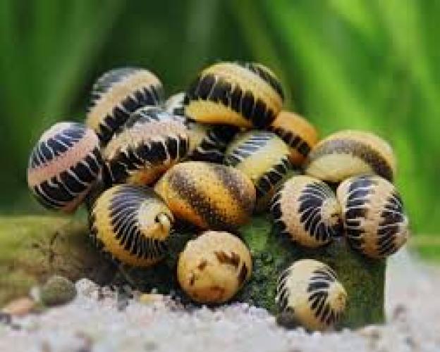 Hundestrickpullover fucsia Grösse 60- Zopf Merinowolle Acryl- Fashion Dog