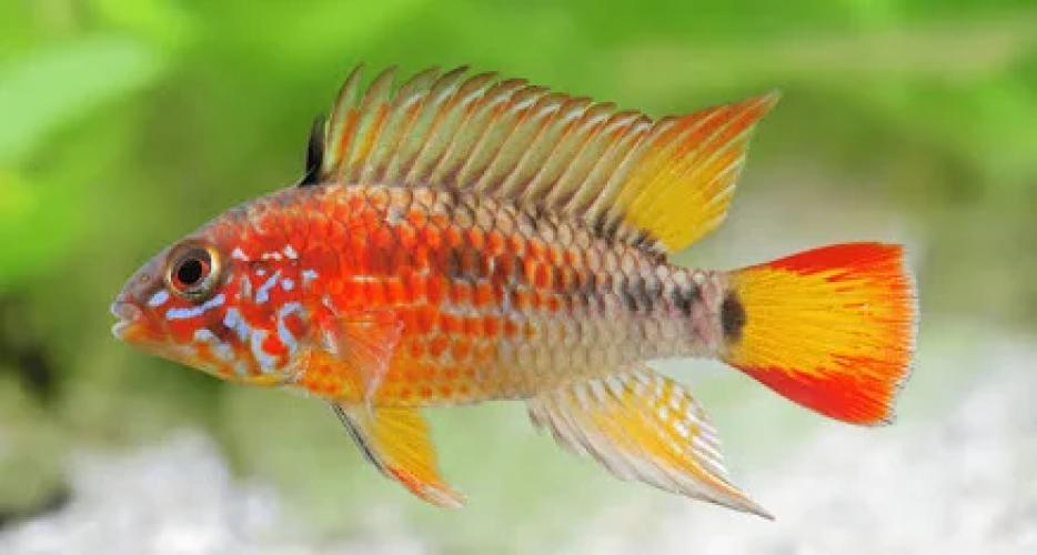 apistogramma-macmasteri-villavicencio-zwergbuntbarsch-zierfisch-126660