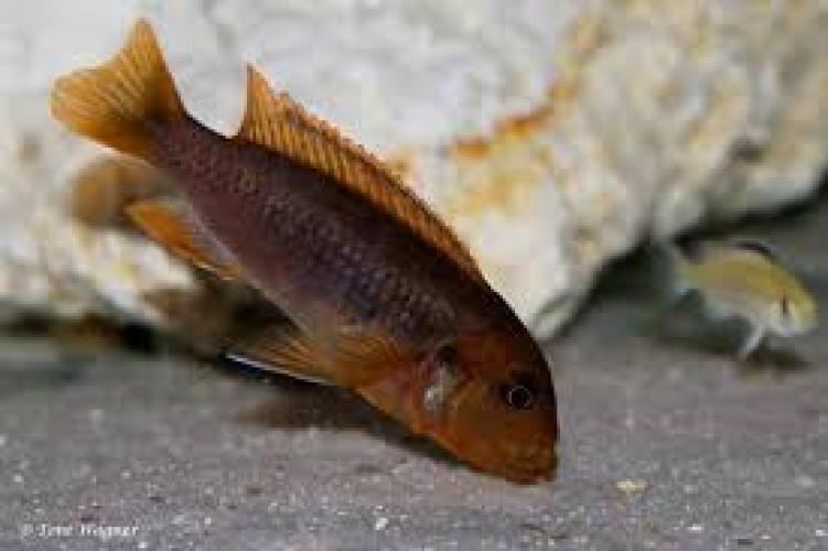 rostroter-maulbruter-farbe-dnz4-5cm-iodotropheus-sprengerae-6144