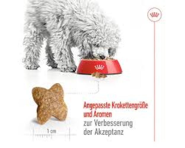 Royal Canin Mini Adult Trockenfutter für Hunde