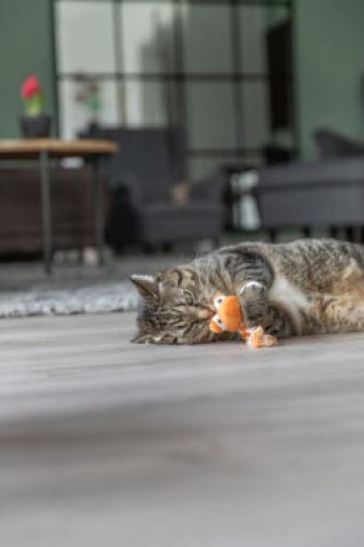 Plüschdrache mit Katzenminze für Katzen – 20 cm, diverse -TRIXIE