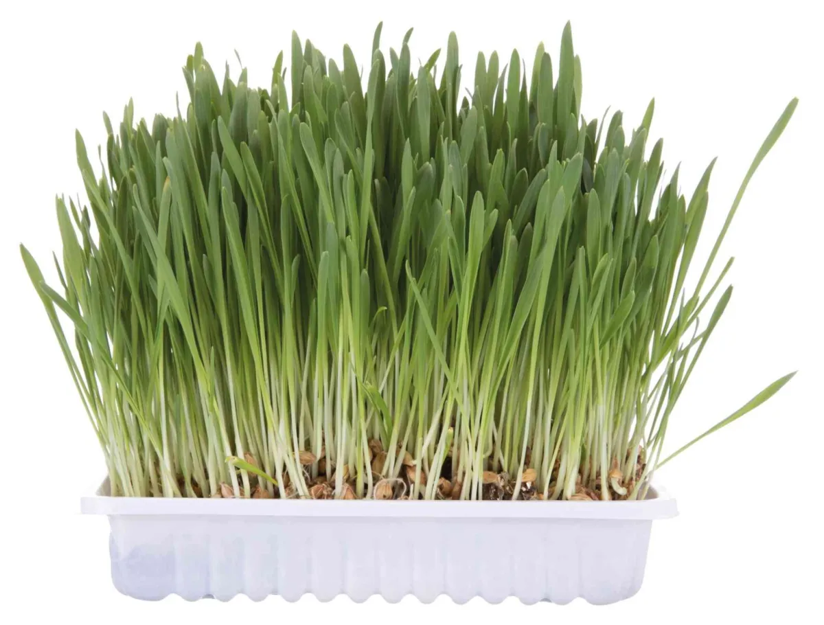 Katzengras-Schale,ca 100g