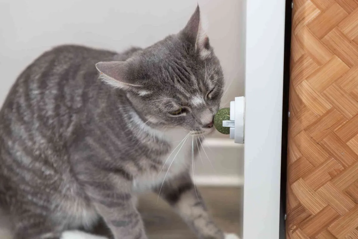 Katzenminze Ball mit Halterung, ø 5cm