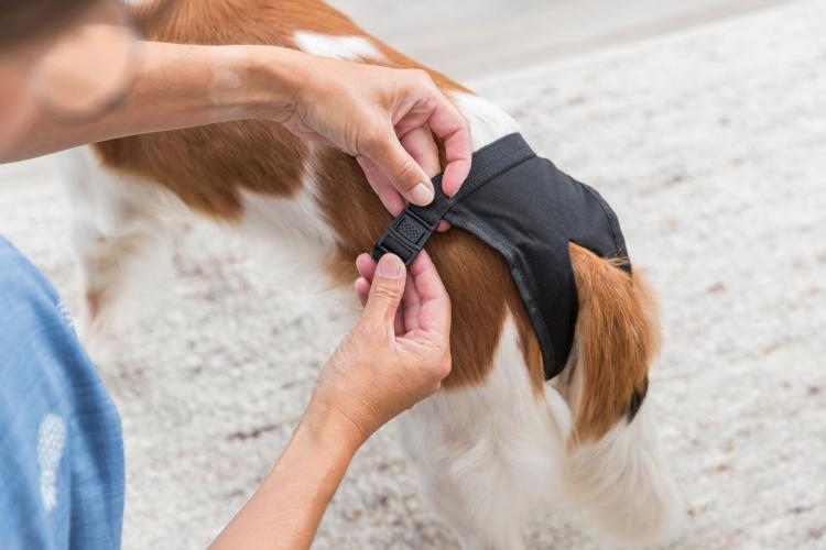 Schutzhöschen de Luxe, schwarz S: 24-31cm TRIXIE