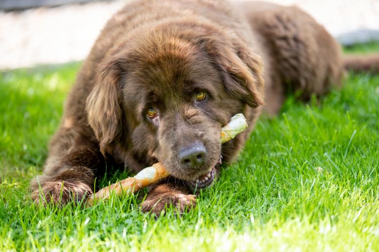 Denta Fun Kauknoten, Huhn 250gr,28cm, 3Stk.