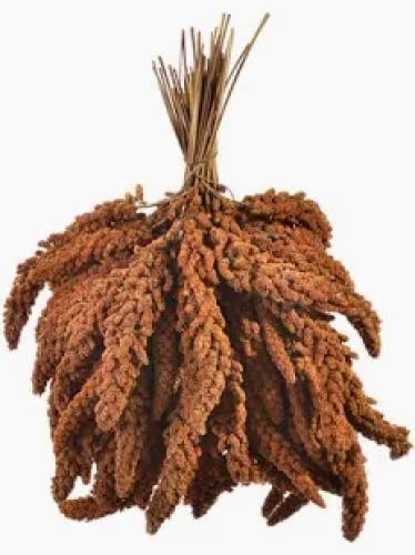 Offenverkauf Rote Kolbenhirse für Ziervögel – naturbelassener Pick-Snack