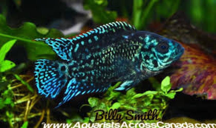 blue-jack-dempsey-buntbarsch-3-4-cm-rocio-octofasciata-6787