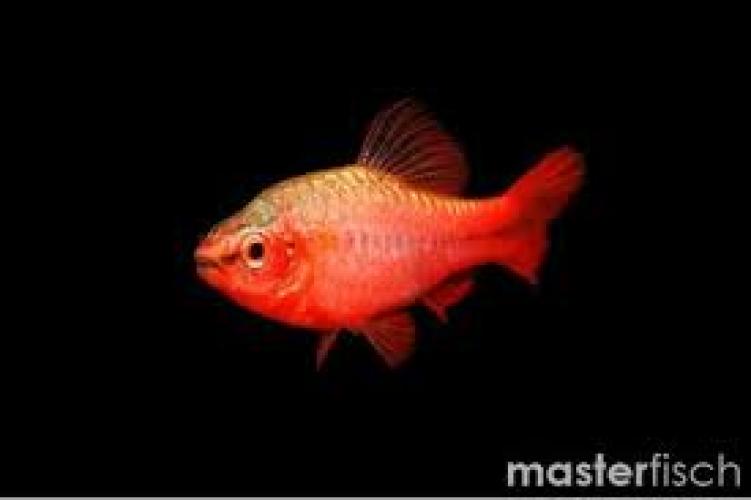 barbus-titteya-long-fin-3-35-cm-friedlicher-zierfisch-5938