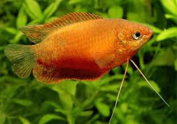 Colisa labiosa Orange 3–4 cm – Oranger Fadenfisch