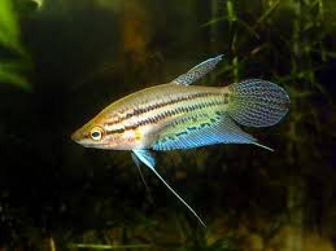 trichopsis-vittata-2-3-cm-knurrender-zwerggurami-trichopsis-schalleri-5839