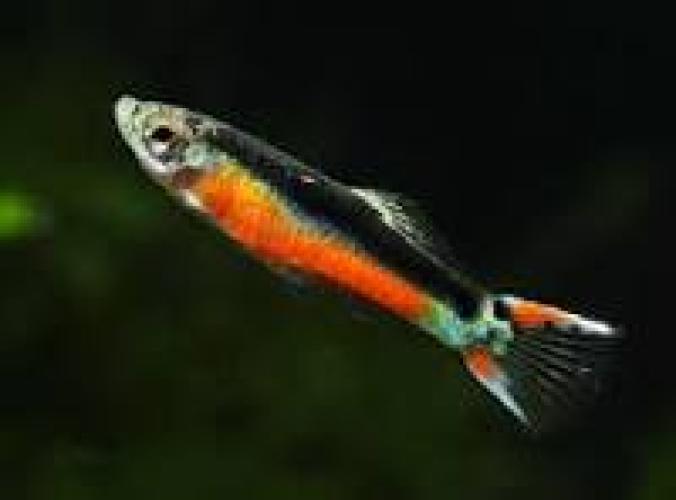 poecilia-endleri-santa-maria-2-3-cm-endler-guppy-163587