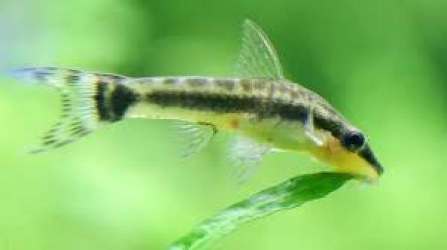 otocinclus-affinis-hoppei-2-4-cm-algenfresser-146286