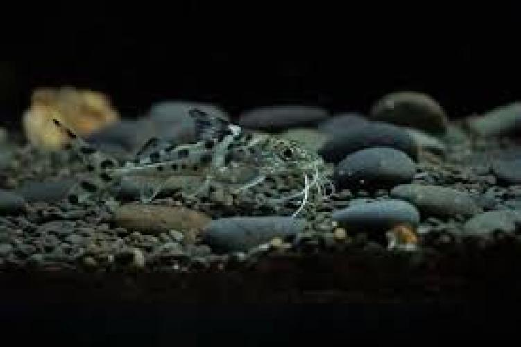 pimelodus-pictus-6-7-cm-engelsantennenwels-163589