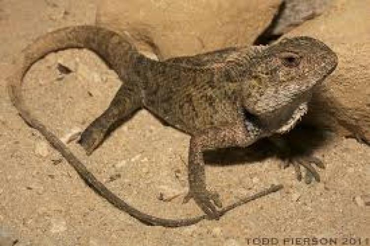 calotes-versicolor-l-orientalische-gartenagame-162344