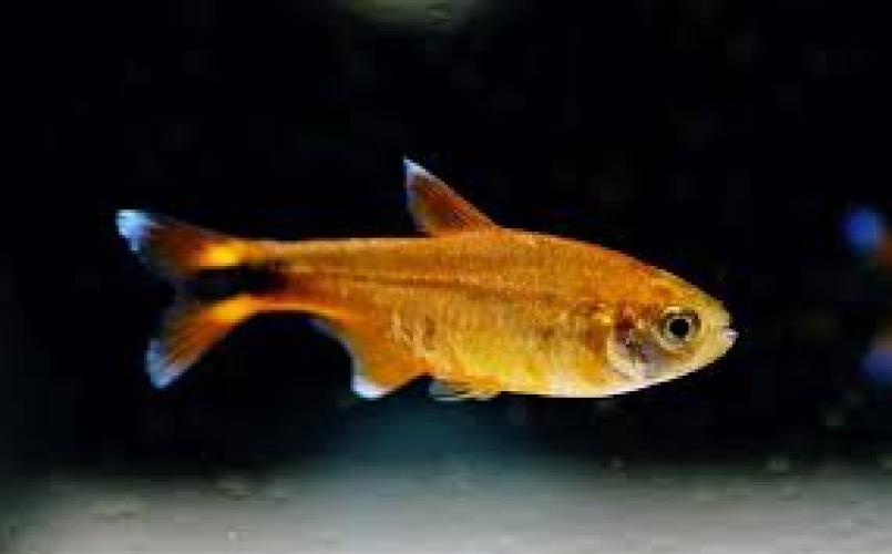 hasemania-marginata-25-3-cm-kupfersalmler-nz-6931