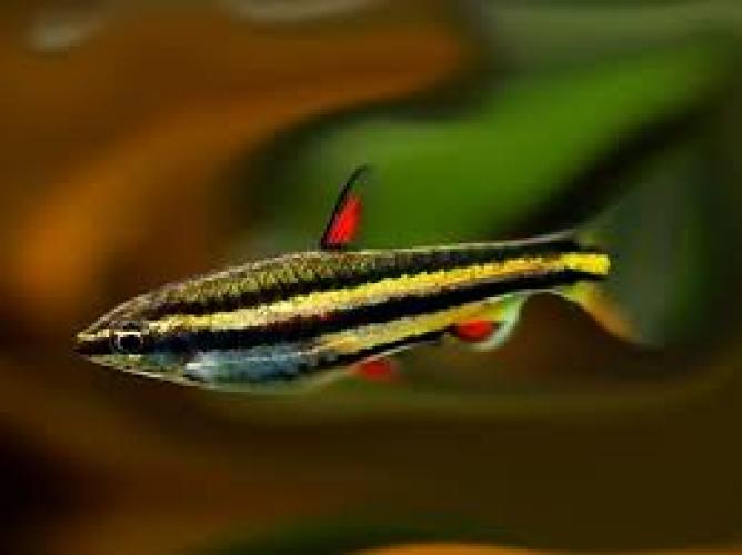 nannostomus-marginatus-2-25-cm-zwerg-ziersalmler-wf-6884