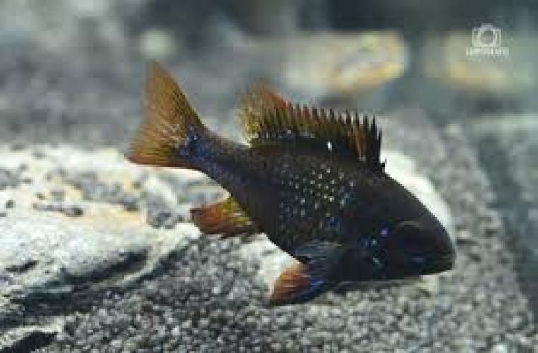papiliochromis-ramirezi-black-xl-4-45-cm-zwergbuntbarsch-163825