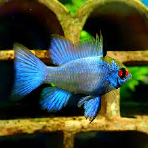 papiliochromis-ramirezi-electric-blue-xl-4-45-cm-163826