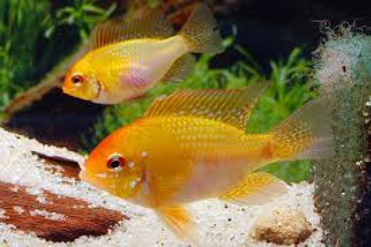 papiliochromis-ramirezi-gold-xl-4-45-cm-zwergbuntbarsch-163827