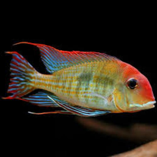 geophagus-sp-red-head-tapajos-4-5-cm-erdfresser-buntbarsch-163829