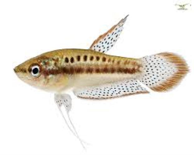 trichopsis-pumilus-1-25-cm-knurrender-zwerggurami-5841
