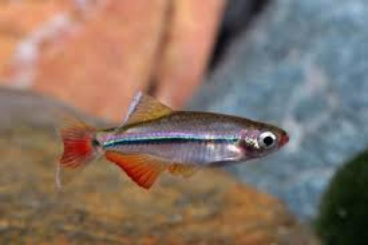 tanichthys-micagemmae-2-25-cm-kardinalfisch-vietnam-5878