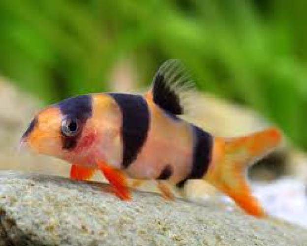 prachtschmerle-enz-3-4cm-botia-macracantha-chromobotia-macracanthus-137404