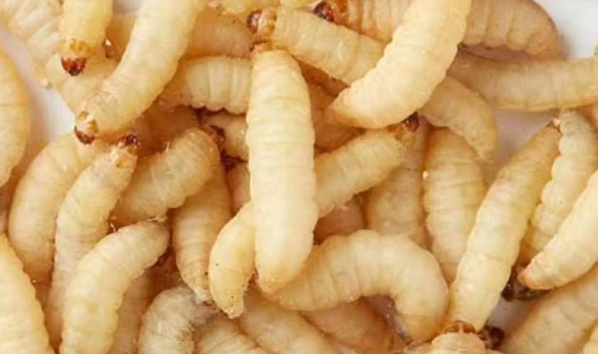 Bienenmaden / Wachsmotten ca. 18g