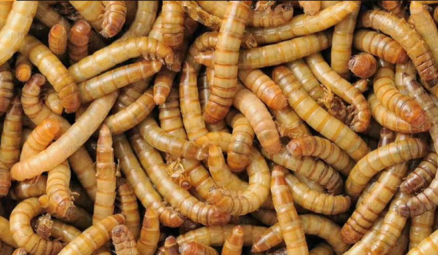 mehlwurmer-gross-tenebrio-molitor-163870