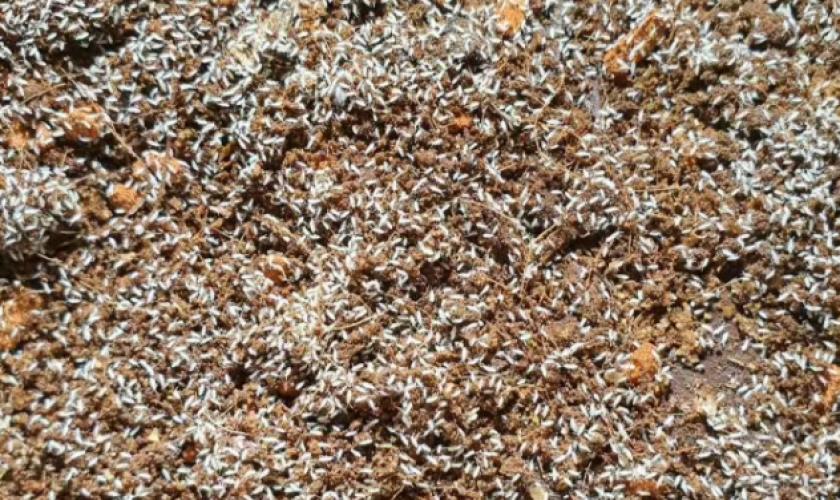 springschwanze-147847