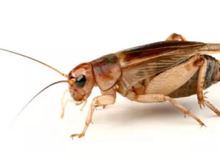 steppengrillen-subadult-gryllus-assimilis-25-stuck-163871