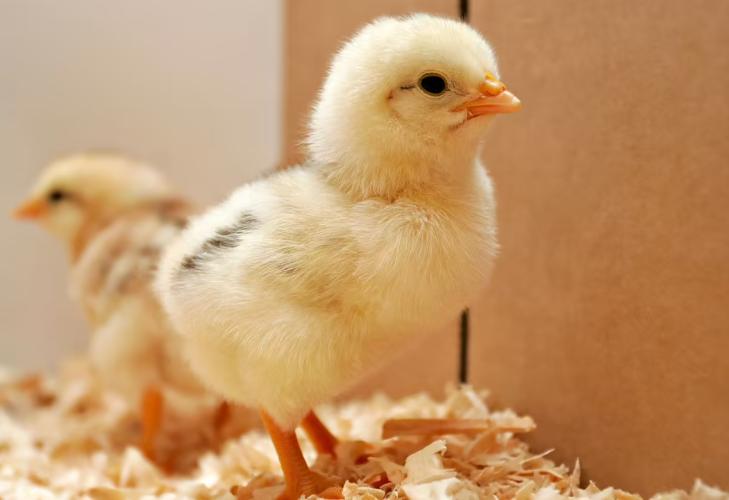 gefrorene-eintagskuken-frostfutter-fur-reptilien-und-greifvogel-10kg-schachtel-163875