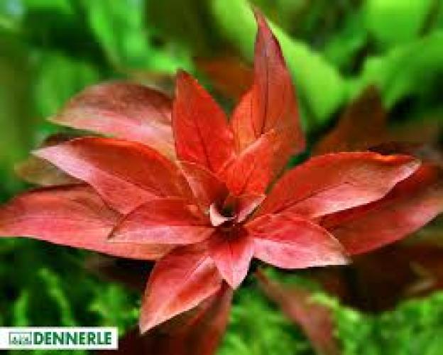 pflanze-ludwigia-sp-super-red-topf-grt10-mittelgrund-7348