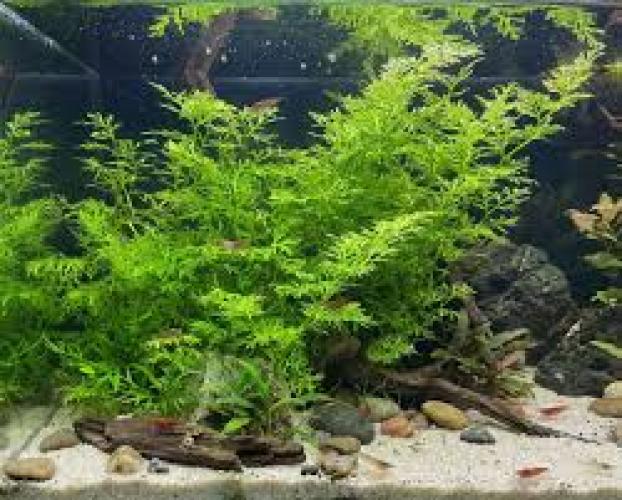 pflanze-ceratopteris-thalictroides-topf-grt15-hintergrund-7446