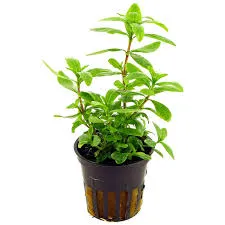 Hygrophila polysperma Topf T/10 Aquarienpflanze Hintergrund