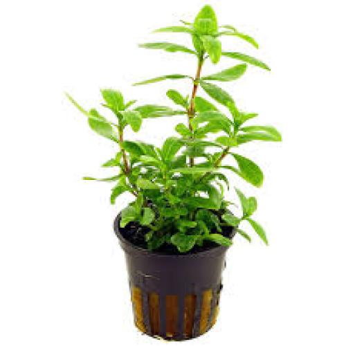 hygrophila-polysperma-topf-t10-aquarienpflanze-hintergrund-7372