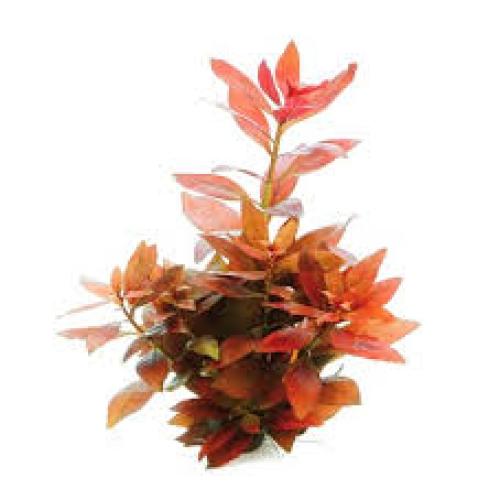 Pflanze: Ludwigia repens Rubin, Topf Gr.T/10, Hintergrund