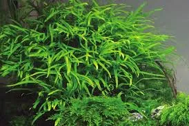 Pflanze: Microsorum pteropus Trident, Topf Gr.T/10, Mittelgrund