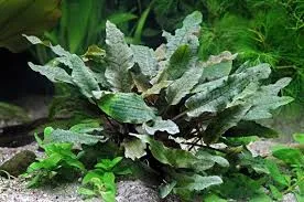 Cryptocoryne wendtii Braun Topf T/08 Aquarienpflanze Vordergrund