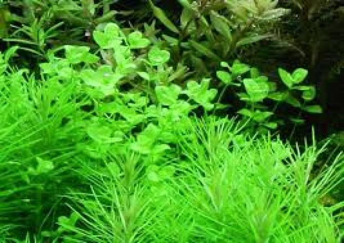 pflanze-micranthemum-umbrosum-topf-grt05-mittelgrund-7341