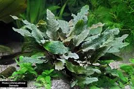 Pflanze: Cryptocoryne wendtii Kompakt, Topf Gr.T/08, Vordergrund