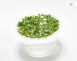 Azolla filiculoides Portion Schwimmpflanze Saisonal