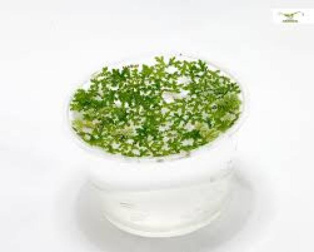 azolla-filiculoides-portion-schwimmpflanze-saisonal-7462