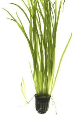 pflanze-vallisneria-spiralis-topf-grt30-hintergrund-7293