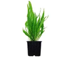 Anubias barteri var. nana Bigfoot XL Topf 7×7 Aquarienpflanze
