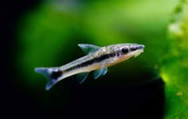 otocinclus-affinis-paraguay-saugwels-zierfisch-147450