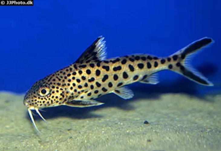 synodontis-multipunctatus-kuckuckswels-zierfisch-25-3-cm-163908